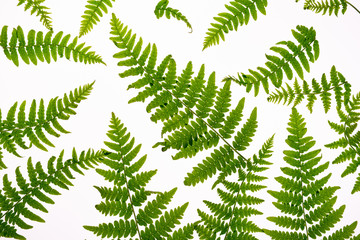 Top view of green tropical fern leaves isolated on white background. . Minimal summer concept with...