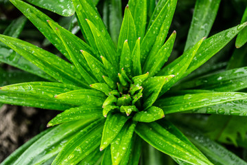 green leaves of a plant with raindrops.