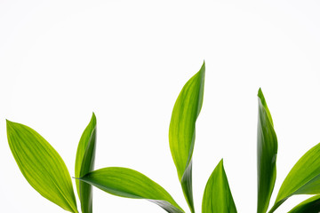 White flowers lilies of the valley isolated on white background