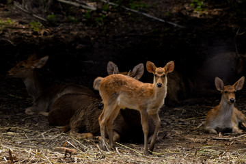 shot of deer along with its group