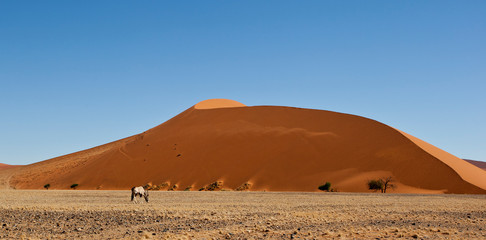 Fototapeta na wymiar dunes in Namibia