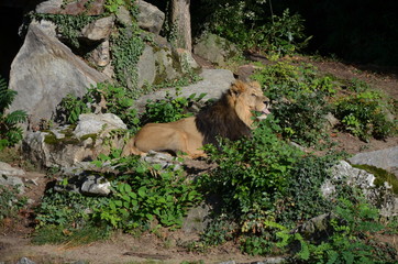 African lion relaxing in the zoo, Frankfurt am Main, Germany