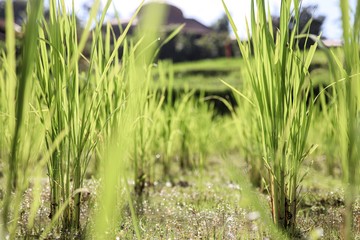 Obraz premium Close up of young growing rice