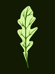 Arugula rucola (rocket salad). Single green leaf isolated on dark background. Vector illustration. Fresh herbs. Botanical art. Vegetarian Ingredient. Logo, print, organic food, market shop
