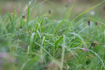 grass with drops of the dew in the morning