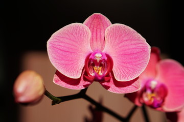 orchid on black