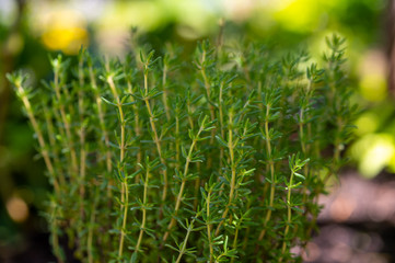 Organic aromatic herb thyme growing in garden