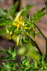 Tomato vegetable development stages, yellow tomato flowers on plant in garden