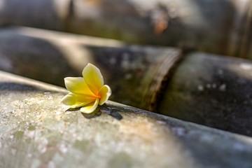 Cambodia Flower on bamboo