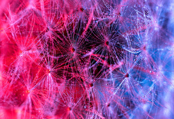 Dandelion Clock seed with coloured light to enhance detail