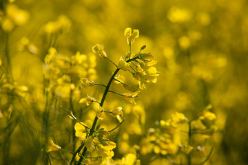 Obraz premium Rzepak