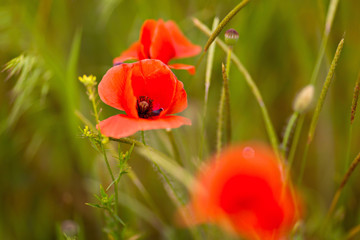 Flowers Red poppies blooming in the wild field. Glade of red poppies. Lone poppy Soft focus blur