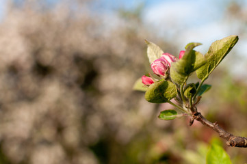 Blooming apple blossom on a spring sunny day.
