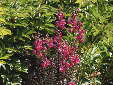 Antirrhinum majus | Muflier ou geule de loup en grappes sur tige dress&eacute;e &agrave; fleurs &agrave; corole en forme de l&egrave;vres arrondies