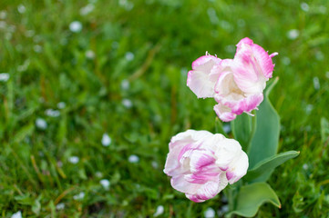 Fototapeta premium A white-purple blooming tulip flowers on a blurred grass background.