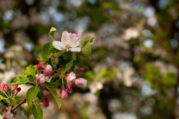 Blooming apple blossom on a spring sunny day.