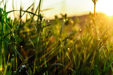 grass in the field in summer