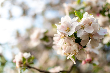 Blooming apple blossom on a spring sunny day.