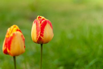 Two yellow red blooming tulip flowers on a blurred spring grass background with copy space.