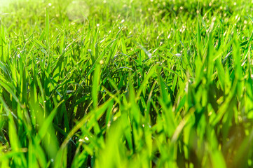 green grass background