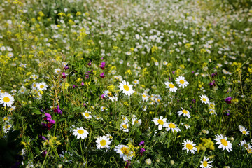 Natural spring daisy in the meadow