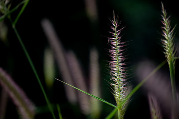 shot of  desho grass which is pink