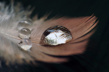 A drop of water dew on a fluffy feather close-up macro 