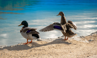 Two ducks on the east by of lake "Wörthersee"
