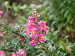 Mufliers ou gueules de loup (Antirrhinum majus) plante ornementale de rocaille et massifs de jardins