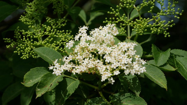 Holunderbl&uuml;te als Nahaufnahme am Busch