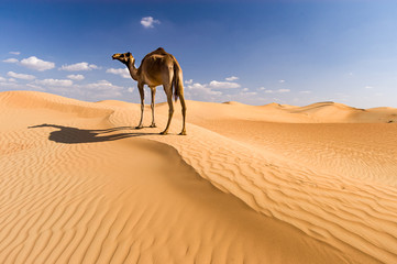 Sand dunes and a camel in Dubai, United Arab Emirates