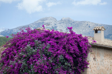 Tramontana landscape in Mallorca. Purple bougainvillea plant