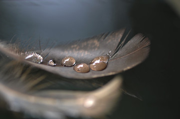 A drop of water dew on a fluffy feather close-up macro 