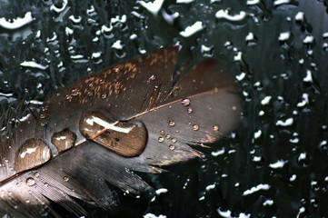 A drop of water dew on a fluffy feather close-up macro 
