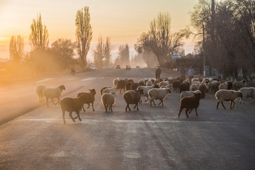 Kyrgyzstan - Cholpon-Ata - The herd of sheeps crosses the road going from pasture in a tiny...