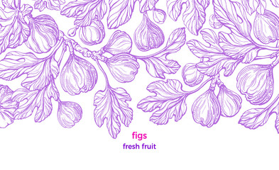 Figs plant. Vector art hand drawn illustration