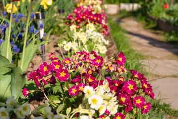 Fototapeta na wymiar Flowerbed with colorful primroses in the country.