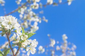 Cherry blossoms against a blue cloudless sky in spring. Beautiful background.