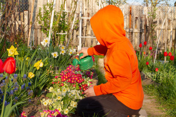 A 6-year-old boy watering flowers from a watering can at his grandmother's dacha. Spring, holidays and holidays in the country.