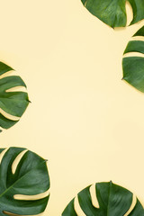 Fototapeta na wymiar Beautiful tropical palm monstera leaves branch isolated on bright yellow background, top view, flat lay, overhead above summer beauty blank design concept.