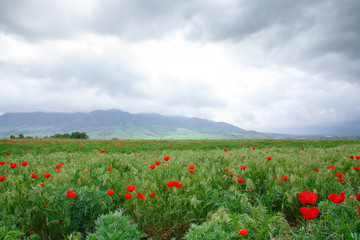Naklejka na ściany i meble Red poppies beautiful flowering meadow with poppies. Beautiful spring and summer natural background. Tourism and travel