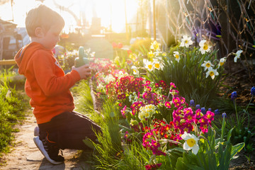 A 6-year-old boy watering flowers from a watering can at his grandmother's dacha.