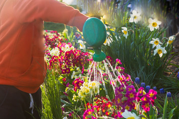Water bright colored flowers in a flowerbed from a green watering can. Sunshine, summer, spring.