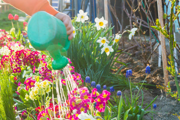 Water bright colored flowers in a flowerbed from a green watering can. Sunshine, summer, spring. A man pours water on flowers.