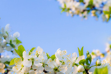 Background of white cherry flowers on a blue sky.