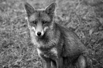 Black and white front on, close up image of upright red fox on grass