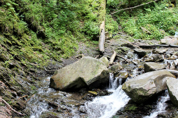 Mountain stream in the summer forest.