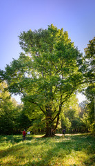 very large elm
