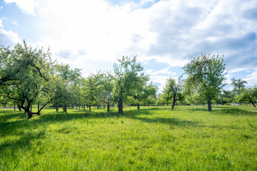 Fototapeta na wymiar orchard meadow with sunny blue sky