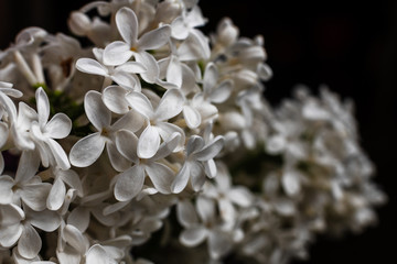 Close-up beautiful spring lilac flowers with drops